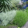 Helichrysum italicum