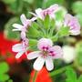 lemon scented pelargonium