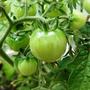 cherry tomatoes