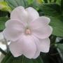 impatiens "new guinea"