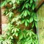 virginia creeper and jasmin