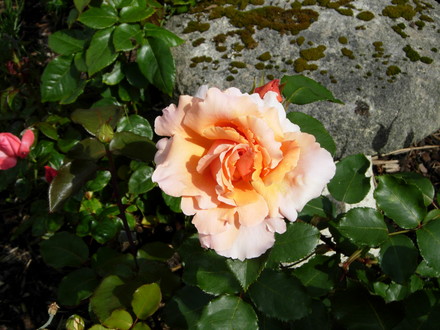 A garden flower photo
