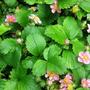 mock strawberry
