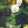 Geranium