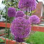 alliums