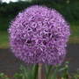 alliums