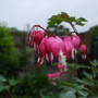 Bleeding heart