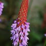 Plant Portraits - Perennials in my garden