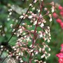 Plant Portraits - Perennials in my Garden