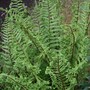 Plant Portraits - Ferns in my Garden