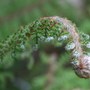 Plant Portraits - Ferns in my Garden