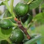 Plant Portraits - Fruits in my Garden