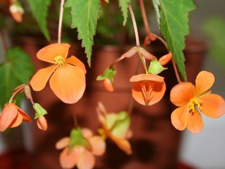 Plant Portraits - In my Conservatory