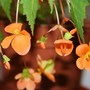 Plant Portraits - In my Conservatory