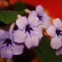 Plant Portraits - In my conservatory
