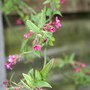Plant Portraits - Climbers in my Garden