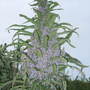 Echium pininana