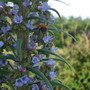 echium pininana (Echium pininana (Tree echium))