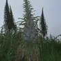 echium pininana (Echium pininana (Tree echium))