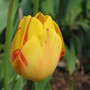 tulip