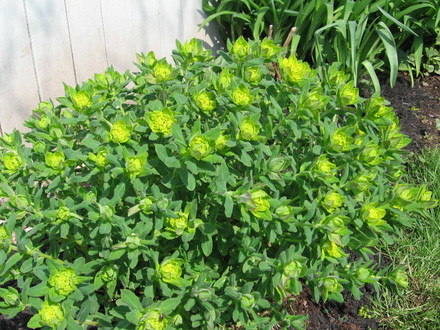 euphorbia (Euphorbia hyberna (Irish Spurge))