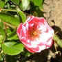Serbian rose (Rosa)