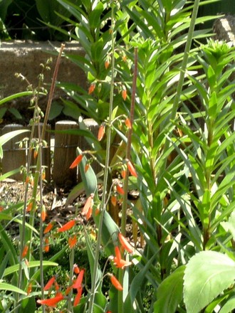 Penstemom Iron Maiden (Penstemon Iron maiden)