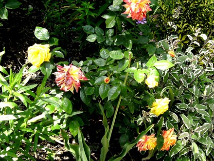 Rose Double Delight (Rosa)