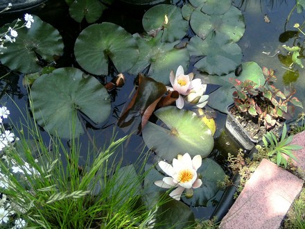 Water lilies in small pond