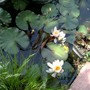 Water lilies in small pond