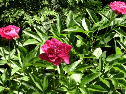 The pink herbaceous peonies are out now. (Paeonia sinensis)