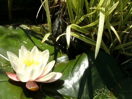 Water lily in big pond in lower garden (Nymphaea alba (Nenufar Blanco))