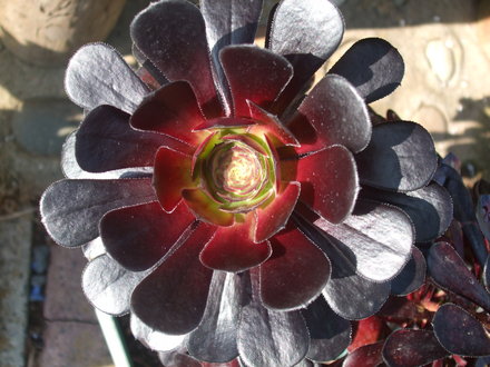 aeonium zwartkop (aeonium zwartkop)