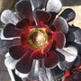aeonium zwartkop