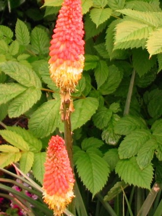 Kniphofia (Kniphofia)
