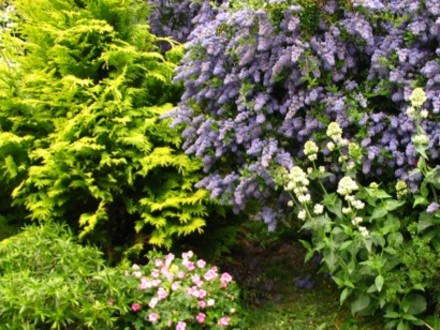 My Ceanothus (Rhamnaceae)