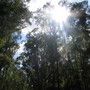 Twixt The Trees