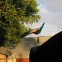 A Peacock In My Garden 