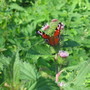 Peacock_butterfly