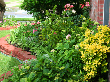 2008May048.MY FRONT GARDEN