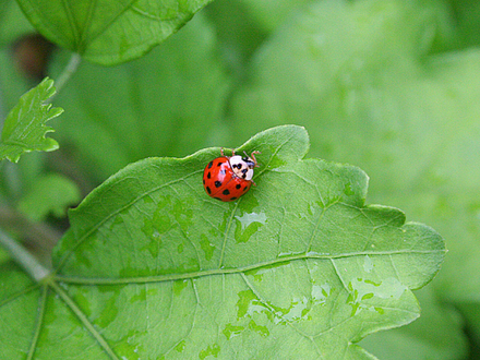 2008May059.MISS LADYBUG 