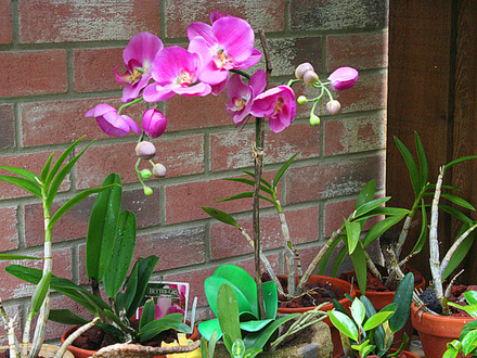 2008May069.ORCHID COLLECTION