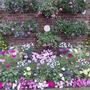 lily_and_garden2007_022.jpg