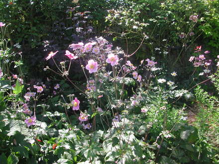 Japanese anemones (Anemone hupehensis)