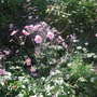 Anemone_hupehensis