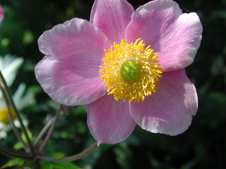 Japanese anemone bloom (Anemone hupehensis)
