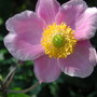 Japanese_anemone
