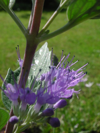 Caryopteris (Caryopteris x clandonensis)