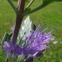 Caryopteris