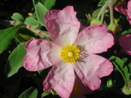 Cistus 'Silver Pink' (Cistus x argenteus)
